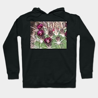 Barrel cactus Ferocactus latispinus close-up Hoodie